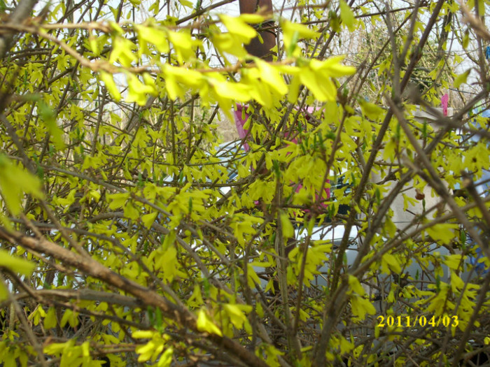 DSCI0650 - arbusti decorativi