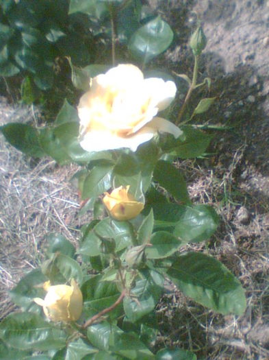 Picture 173 - Trandafirii mei 2011