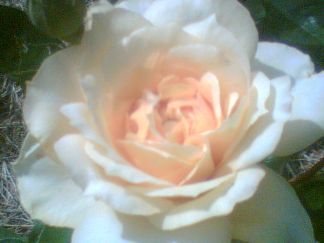 Picture 184 - Trandafirii mei 2011