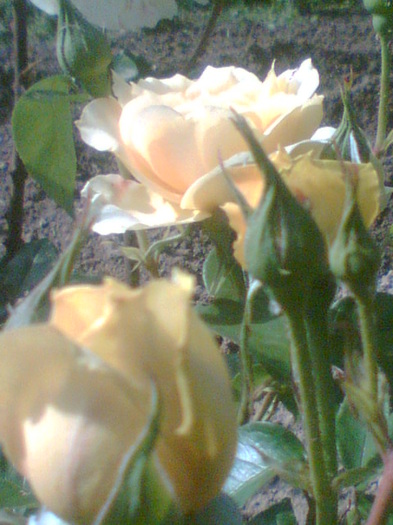 Picture 185 - Trandafirii mei 2011