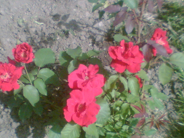 Picture 186 - Trandafirii mei 2011