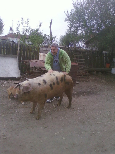 scroafa Pietran. - Porci de vanzare rasa pura  Pietran Pic si Duroc Tel- 0764556261