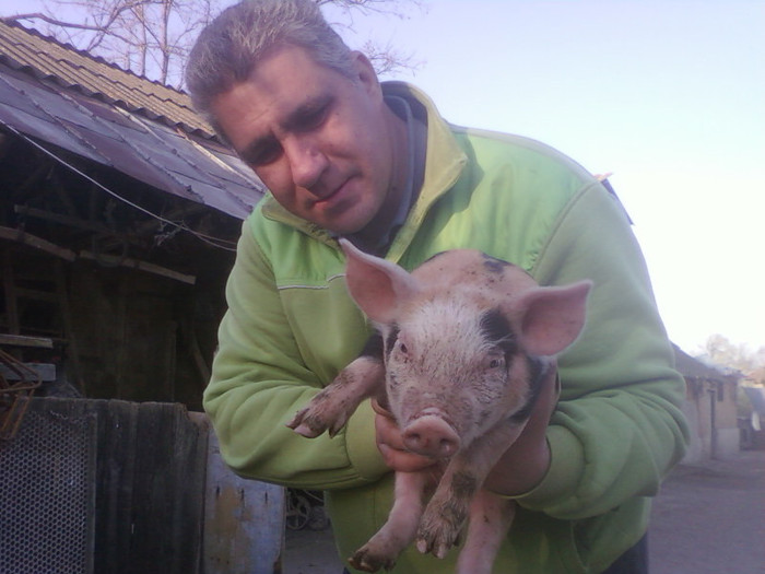 purcei Pietran - Porci de vanzare rasa pura  Pietran Pic si Duroc Tel- 0764556261