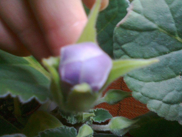 Fotografie0145 - gloxinia