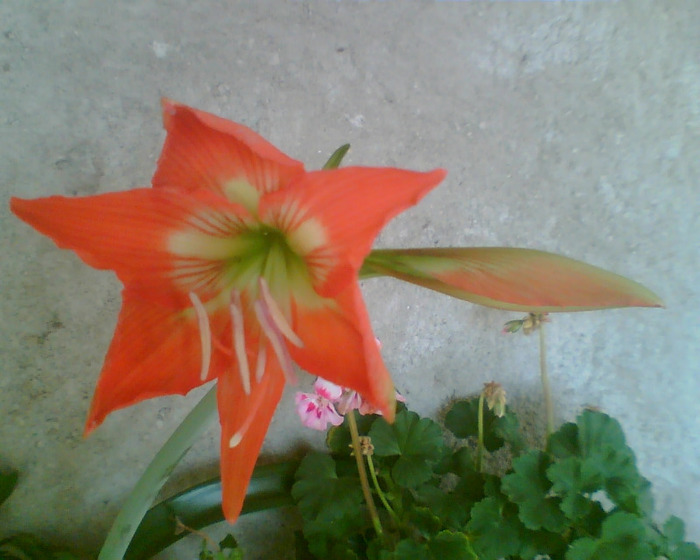 Picture 177 - Diverse flori