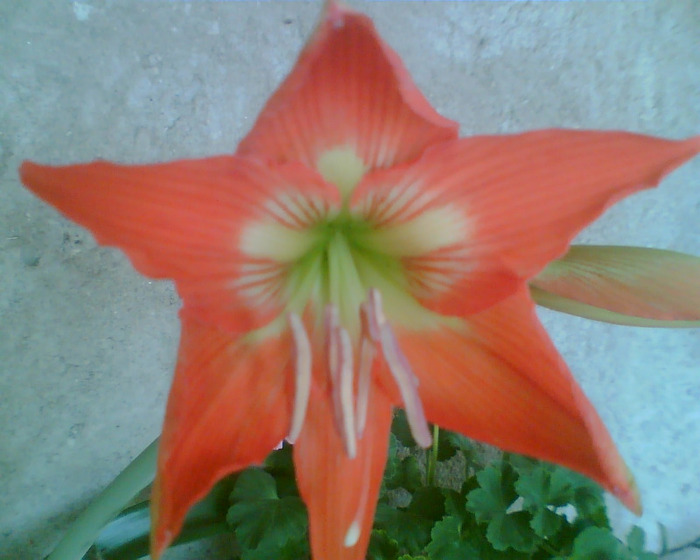 Picture 178 - Diverse flori