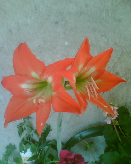 Picture 180 - Diverse flori