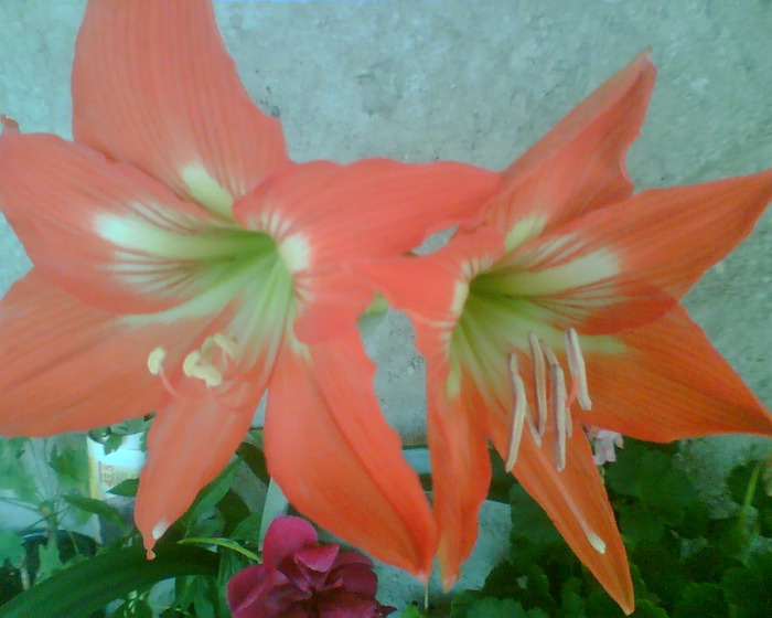 Picture 179 - Diverse flori