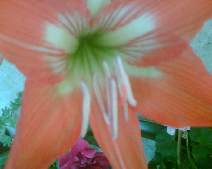 Picture 182 - Diverse flori