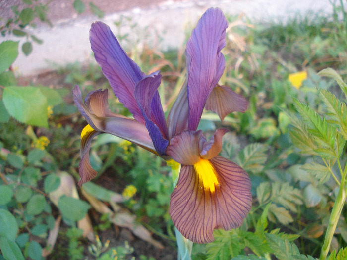 Iris Eye of the Tiger (2011, May 27)