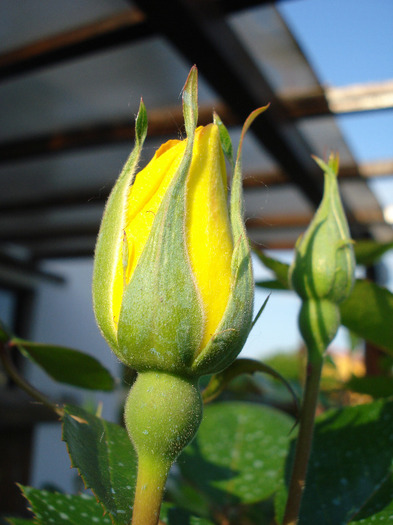 Rose Golden Showers (2011, May 24)