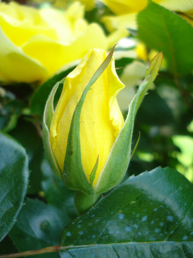 Rose Golden Showers (2011, May 26)