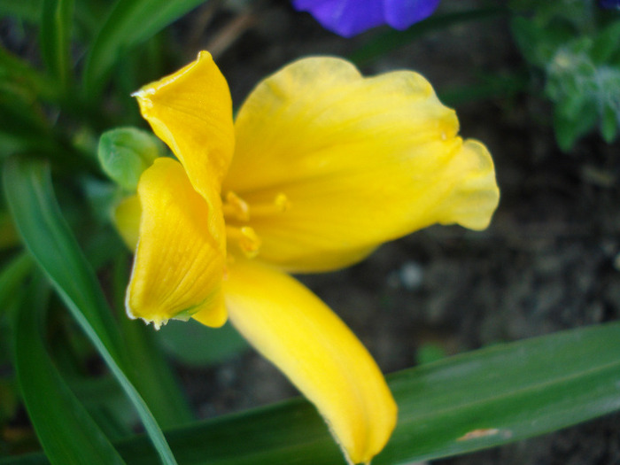 Daylily Stella de Oro (2011, May 24) - Hemerocallis Stella de Oro