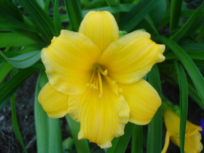 Daylily Stella de Oro (2011, May 24) - Hemerocallis Stella de Oro