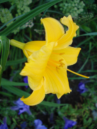 Daylily Stella de Oro (2011, May 24) - Hemerocallis Stella de Oro