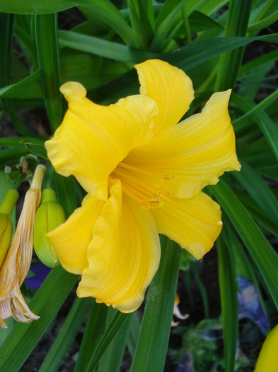 Hemerocallis Stella de Oro (2011, May 27)