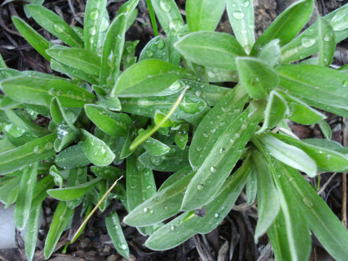 Leontopodium alpinum (2011, April 13) - LEONTOPODIUM Alpinum