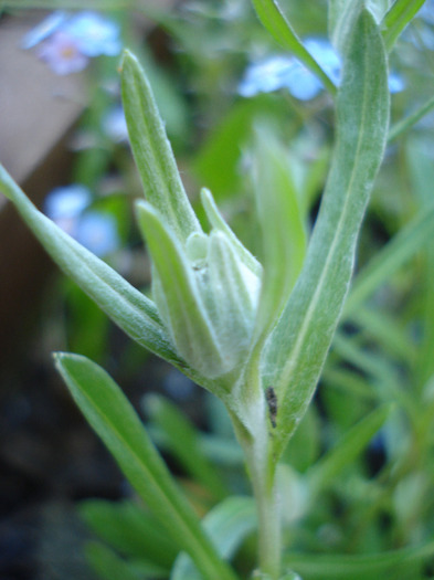 Leontopodium alpinum (2011, May 13) - LEONTOPODIUM Alpinum