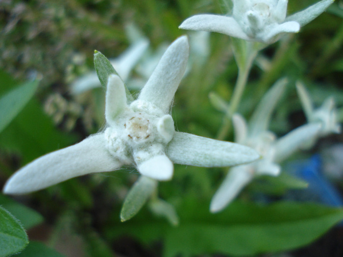 Leontopodium alpinum (2011, May 24) - LEONTOPODIUM Alpinum