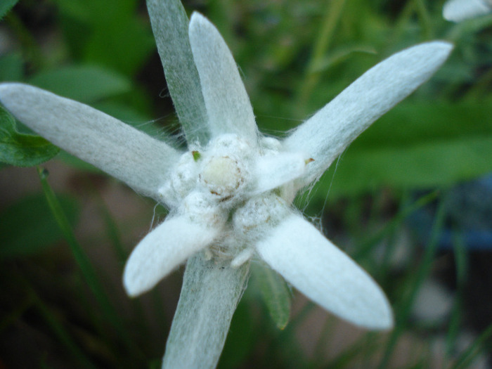 Leontopodium alpinum (2011, May 24) - LEONTOPODIUM Alpinum