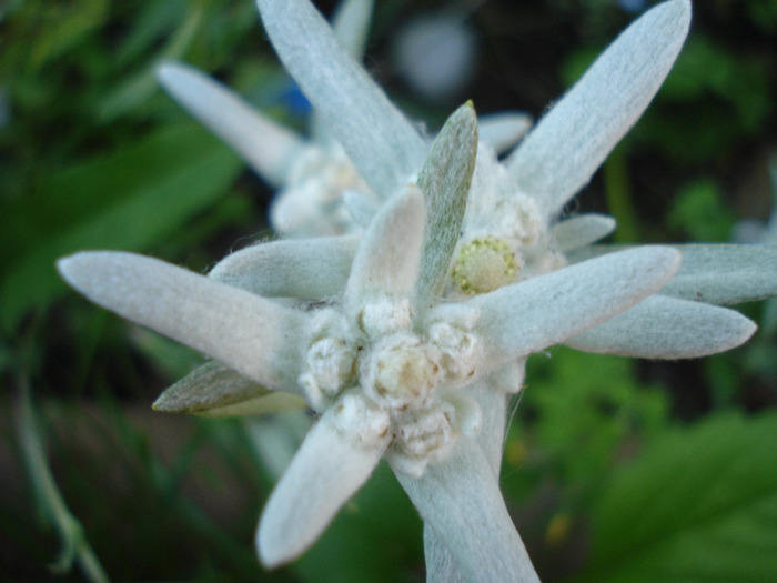 Leontopodium alpinum (2011, May 27) - LEONTOPODIUM Alpinum