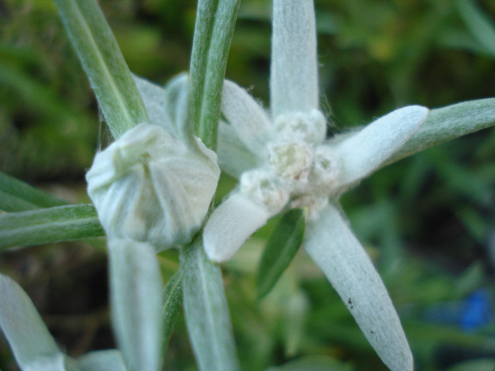 Leontopodium alpinum (2011, May 27) - LEONTOPODIUM Alpinum