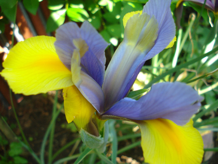 Iris Oriental Beauty (2011, May 27)