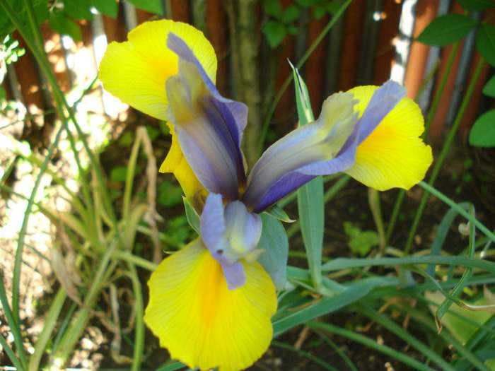 Iris Oriental Beauty (2011, May 27)