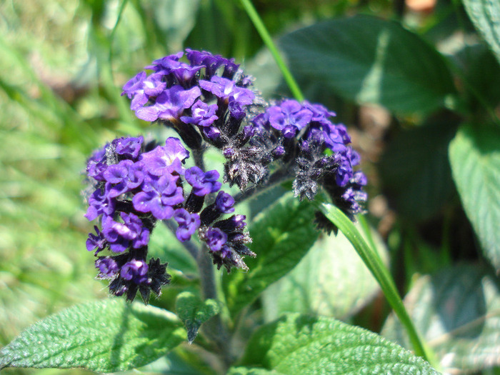 Floare de vanilie (2011, May 26) - HELIOTROPE Heliotropium