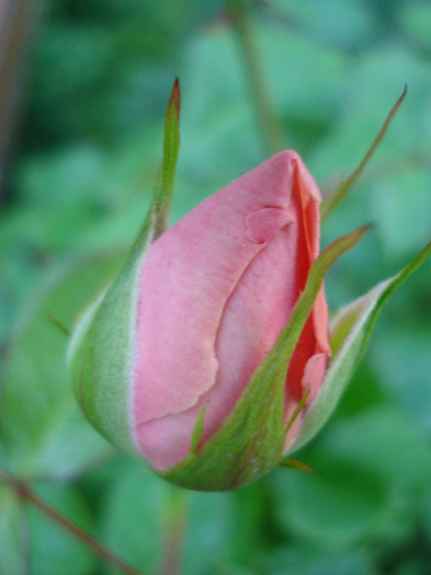 Rose Pleasure (2011, May 24)