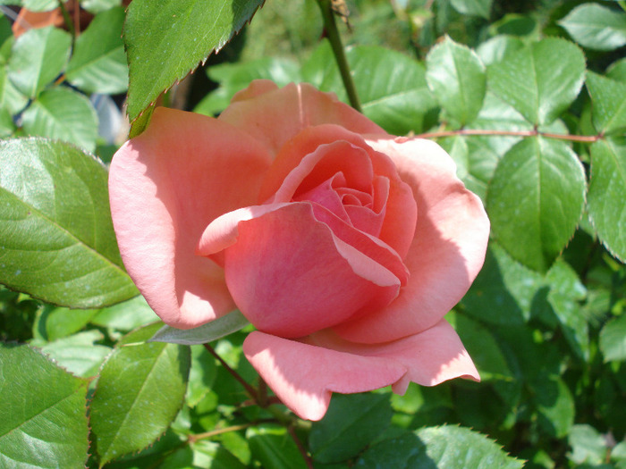 Rose Pleasure (2011, May 26)