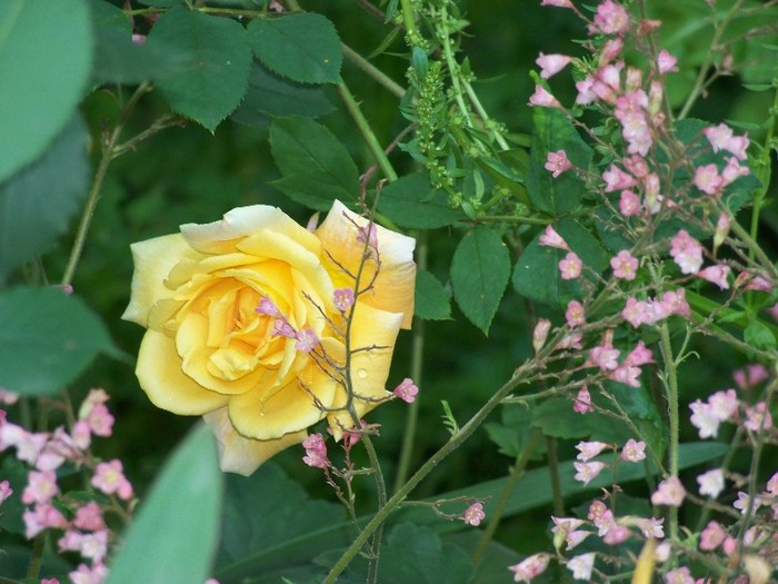 100_5972 - 27 31 Mai 2011