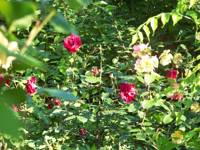 100_6016 - 27 31 Mai 2011