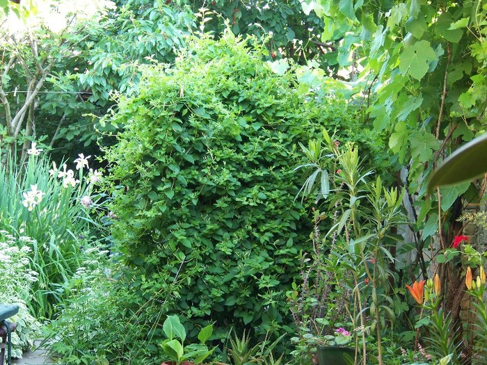 100_6032 - 27 31 Mai 2011