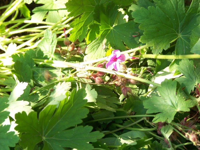 100_6046 - 27 31 Mai 2011