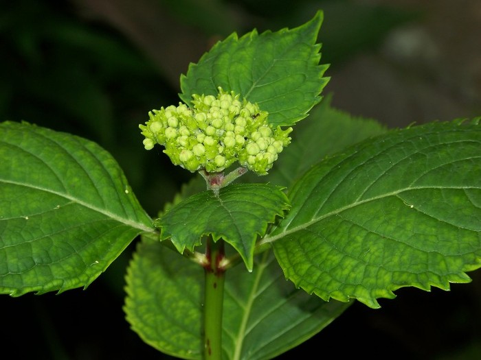 100_6090 - 27 31 Mai 2011