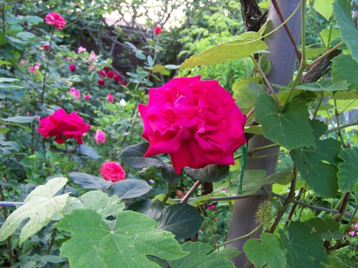 100_6103 - 27 31 Mai 2011