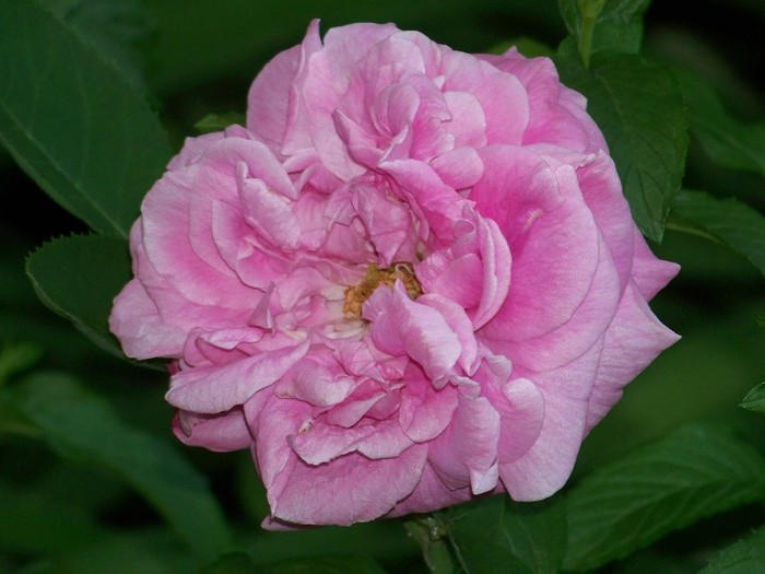 100_6108 - 27 31 Mai 2011