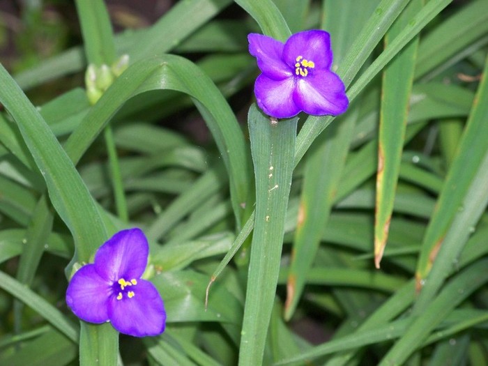100_6162 - 27 31 Mai 2011