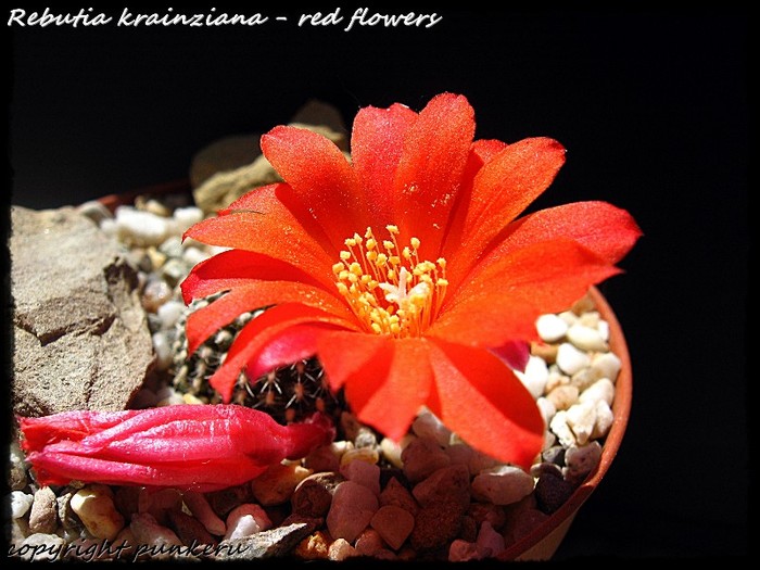  - CACTI IN FLOWER