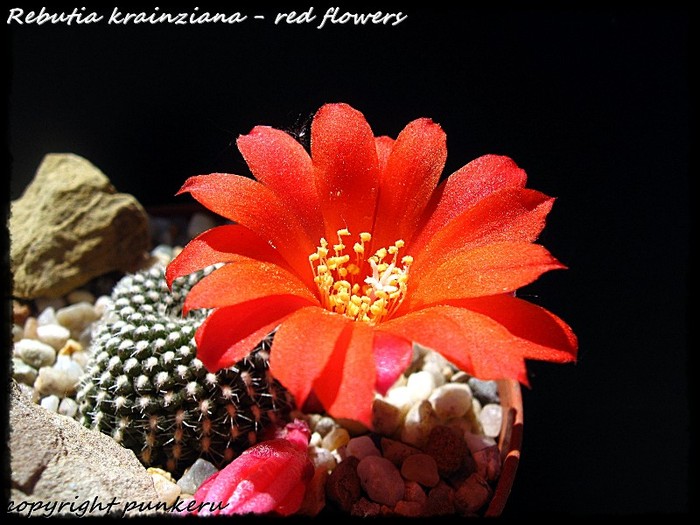  - CACTI IN FLOWER