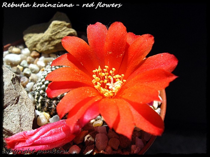  - CACTI IN FLOWER