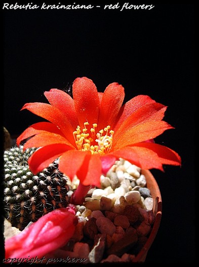  - CACTI IN FLOWER
