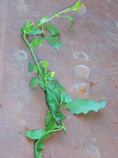 Plumbago - Identificare