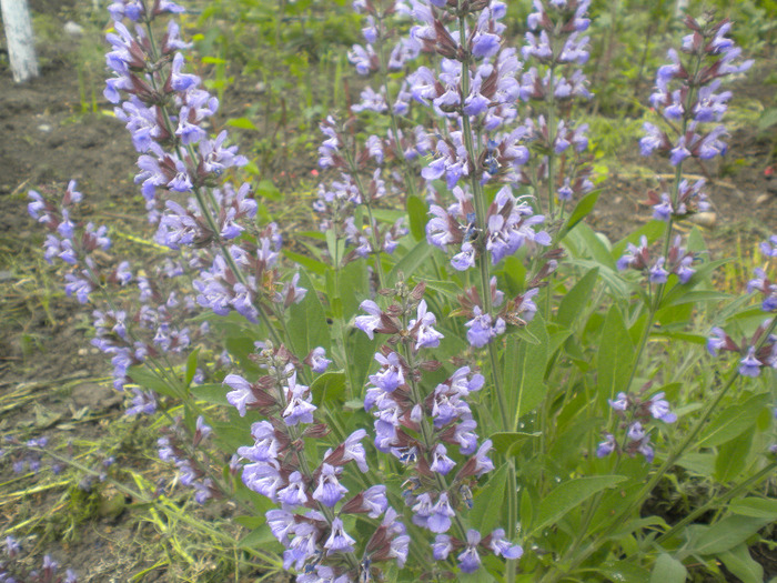 salvie aromata