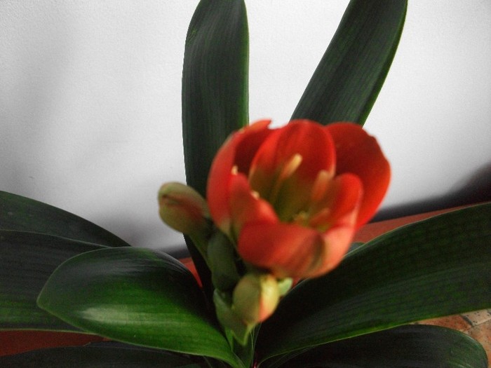 clivia