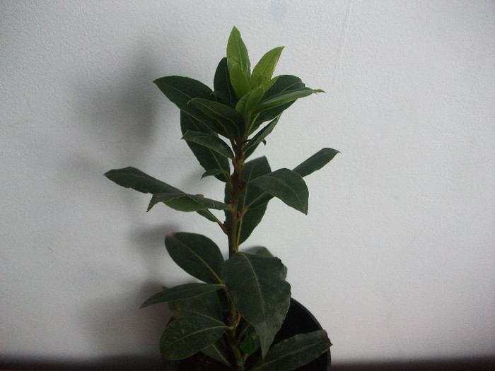 dafin - alte flori