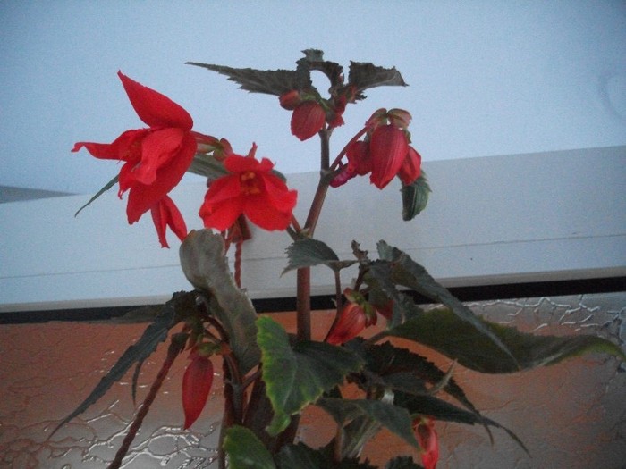 imaginile mele 657 - alte flori