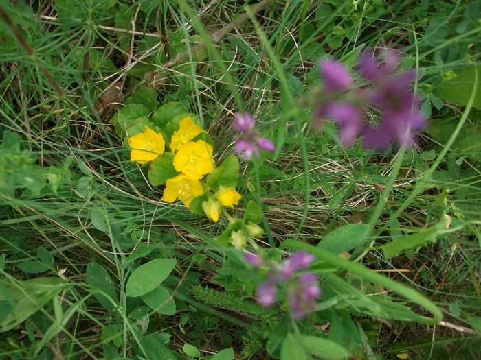 imaginile mele 680 - MAI 2011