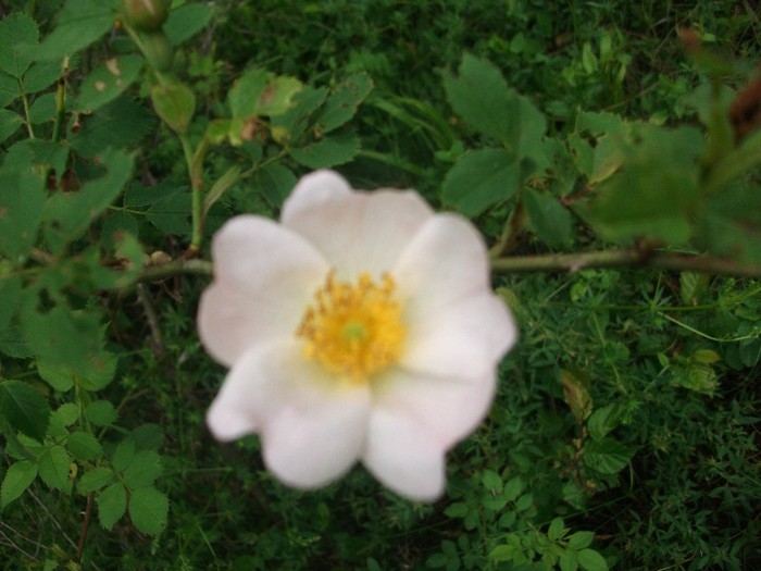 imaginile mele 683 - MAI 2011